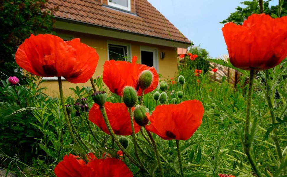 Ferienwohnung In Der Uckermark Am Oberuckersee Ot Warnitz Kültér fotó